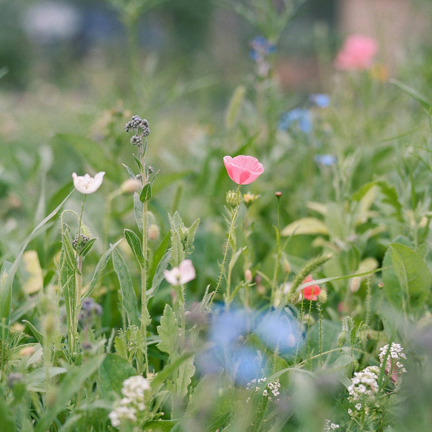 The Wildflower Seed Blend Behind Our Honey