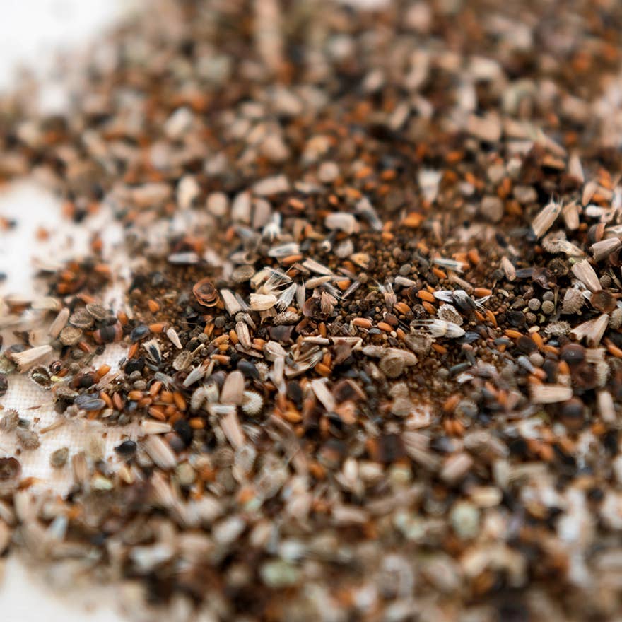 The Wildflower Seed Blend Behind Our Honey